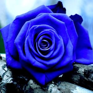 Meet your Posher, Annie